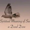 Dead dove meaning