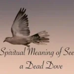 Dead dove meaning