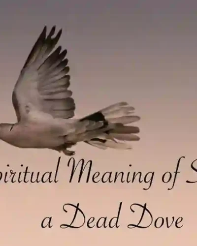 Dead dove meaning