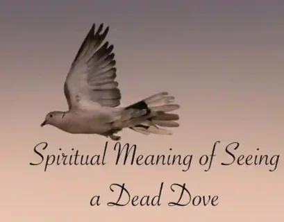 Dead dove meaning