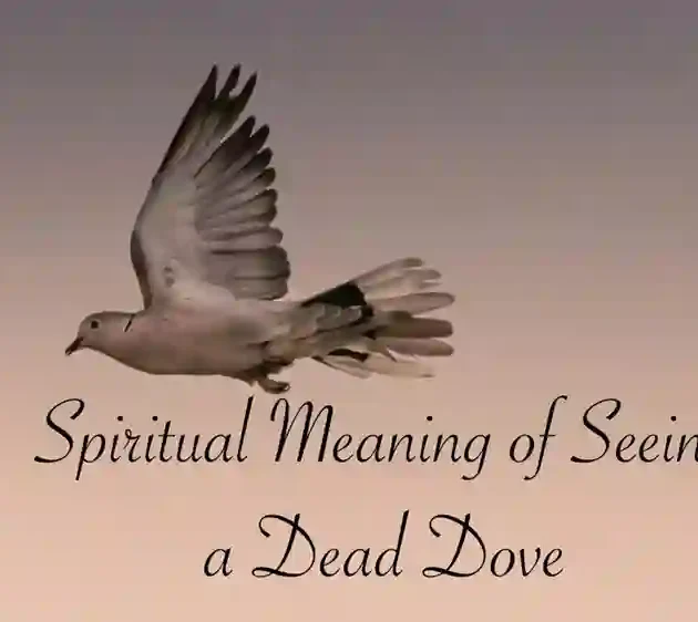 Dead dove meaning