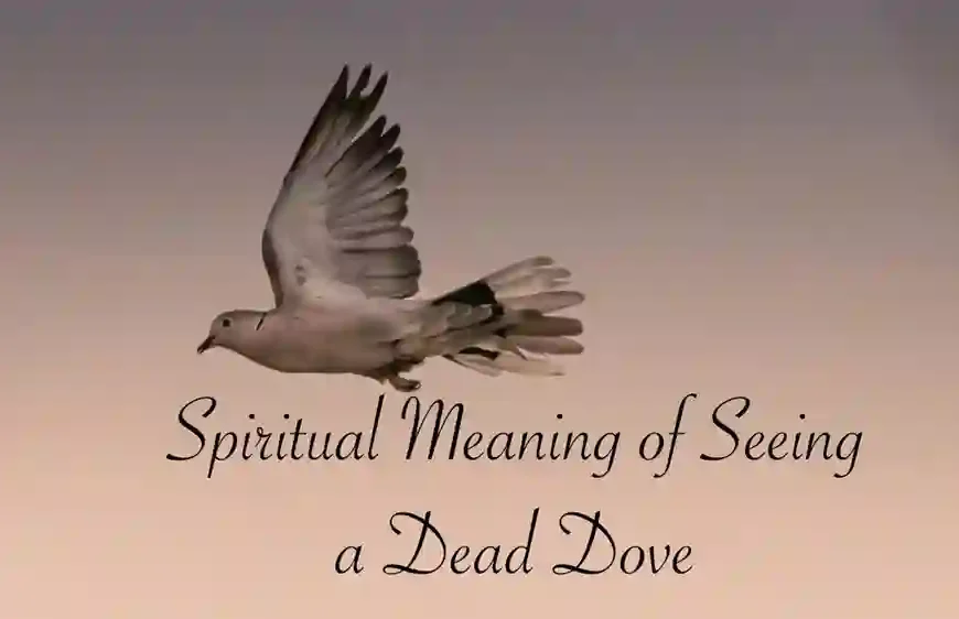 Dead dove meaning